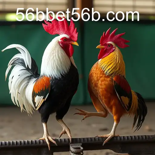 The Digital Evolution of Sabong: 56bbet and Online Cockfighting